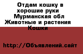 Отдам кошку в хорошие руки - Мурманская обл. Животные и растения » Кошки   